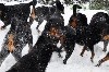  - Notre élevage sous la neige