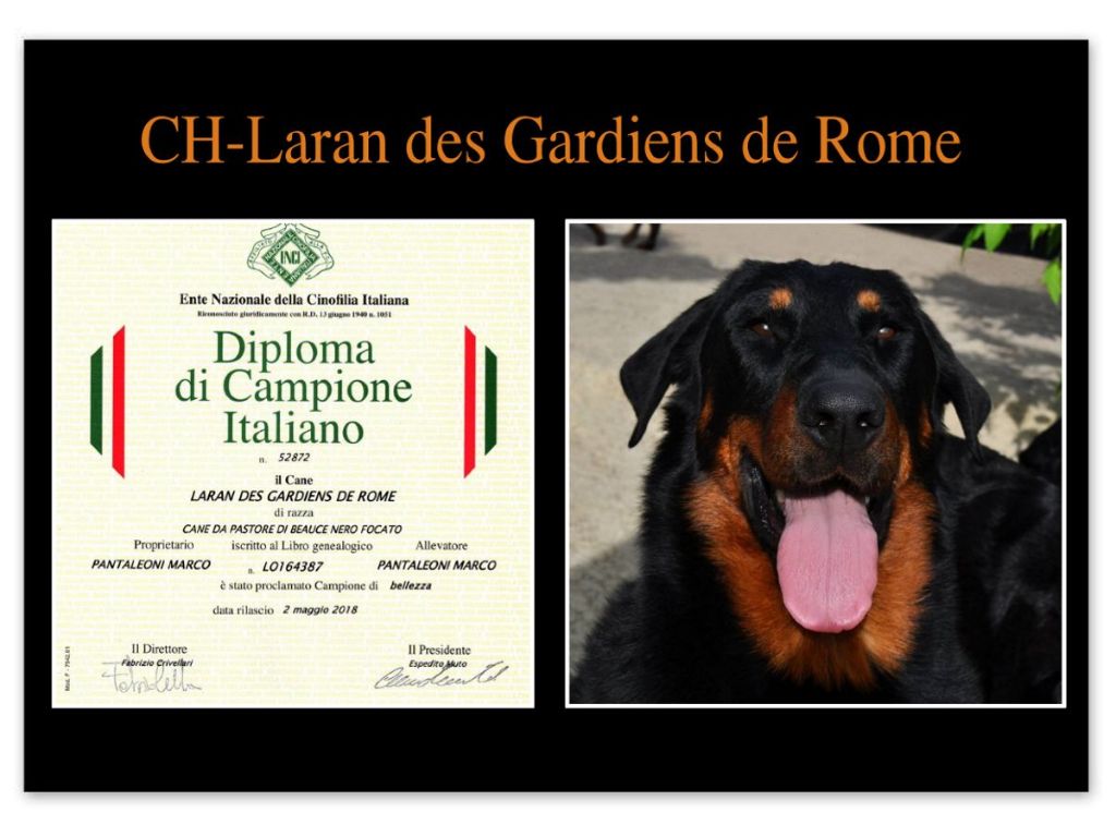 Des Gardiens De Rome - LARAN DES GARDIENS DE ROME - CHAMPION D'ITALIE