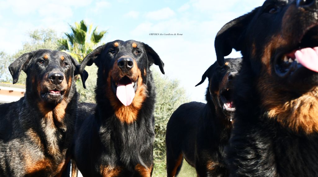 Orphen Des Gardiens De Rome