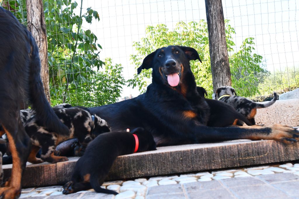 chiot Berger de Beauce Des Gardiens De Rome