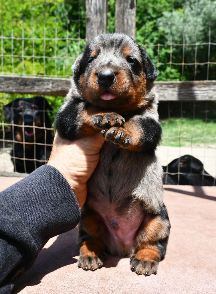 chiot Berger de Beauce Des Gardiens De Rome