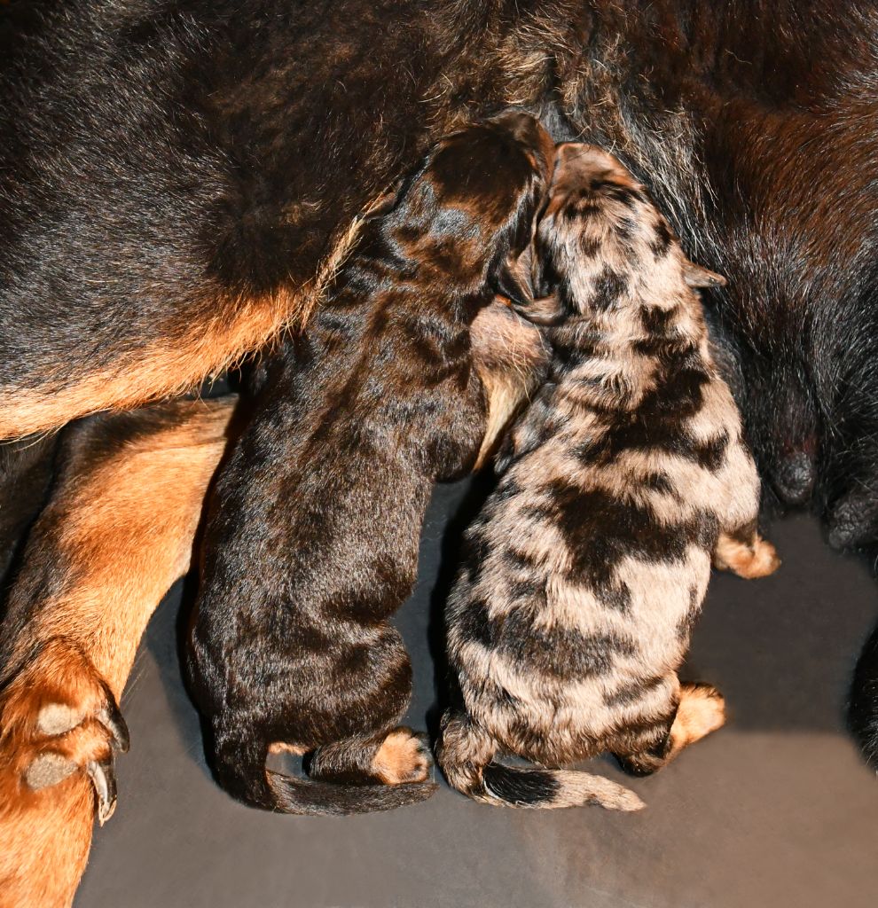 chiot Berger de Beauce Des Gardiens De Rome