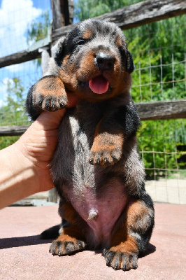 CHIOT 1 - Male arlequin