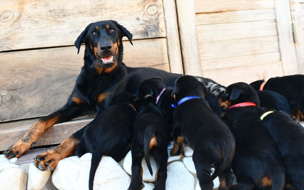 chiot Berger de Beauce Des Gardiens De Rome