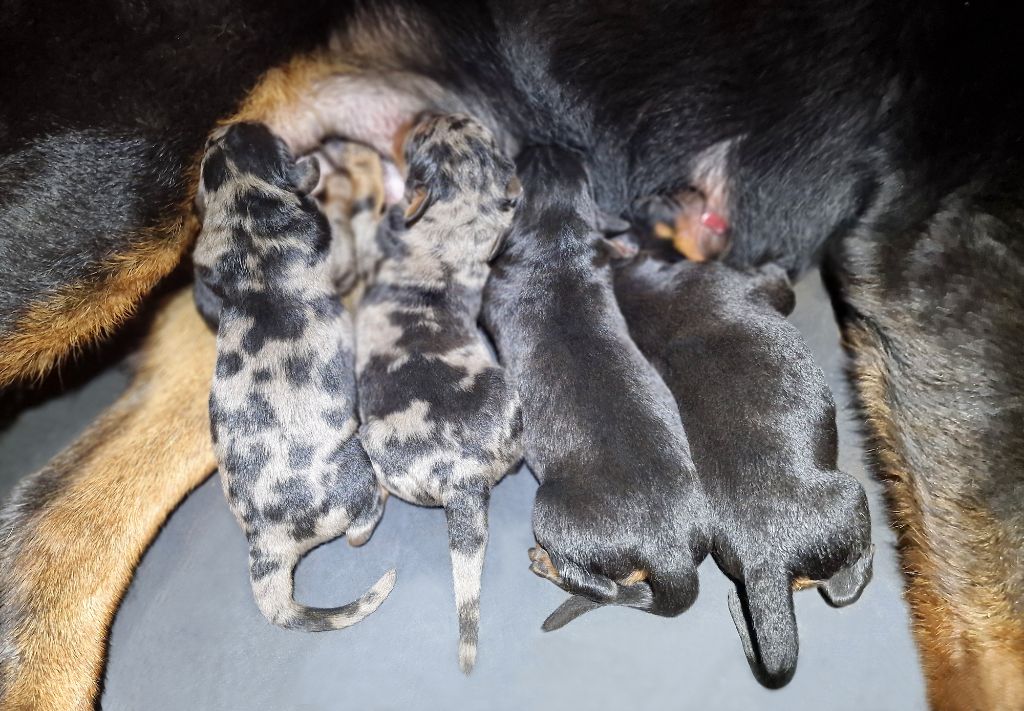 chiot Berger de Beauce Des Gardiens De Rome