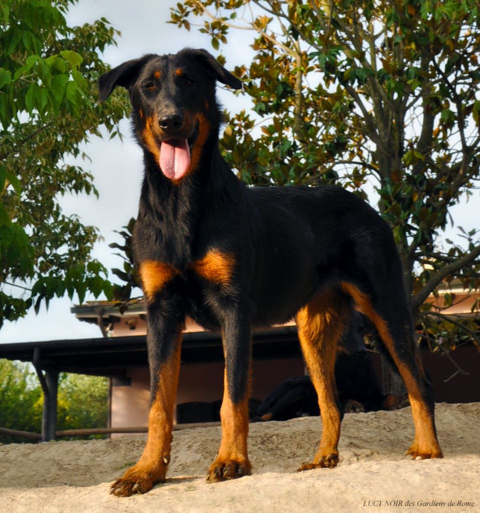 Lucy noir Des Gardiens De Rome