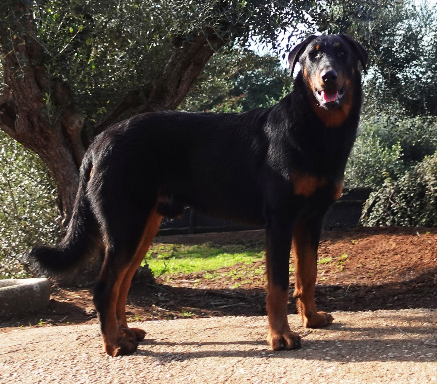 Sirius Des Gardiens De Rome