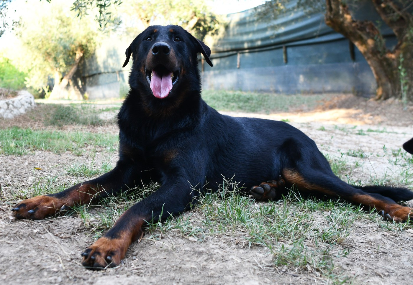 Tuor Des Gardiens De Rome