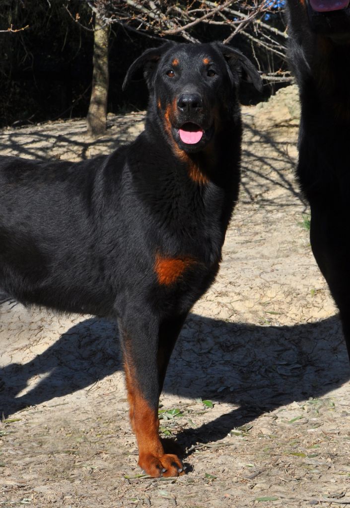 Mahina Des Gardiens De Rome