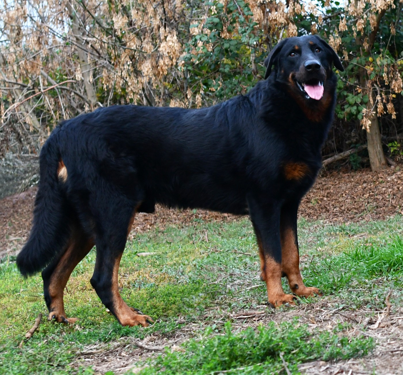 CH. Horus Des Gardiens De Rome