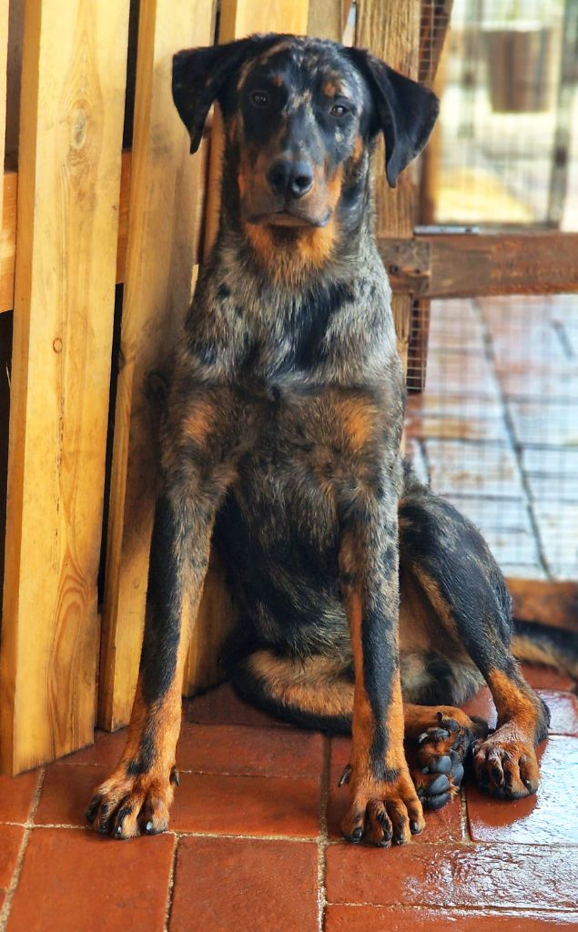 Vulcan Des Gardiens De Talbes