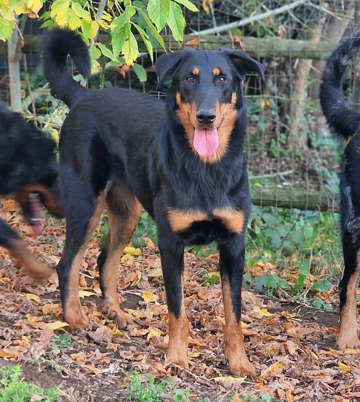 Diana Des Gardiens De Rome