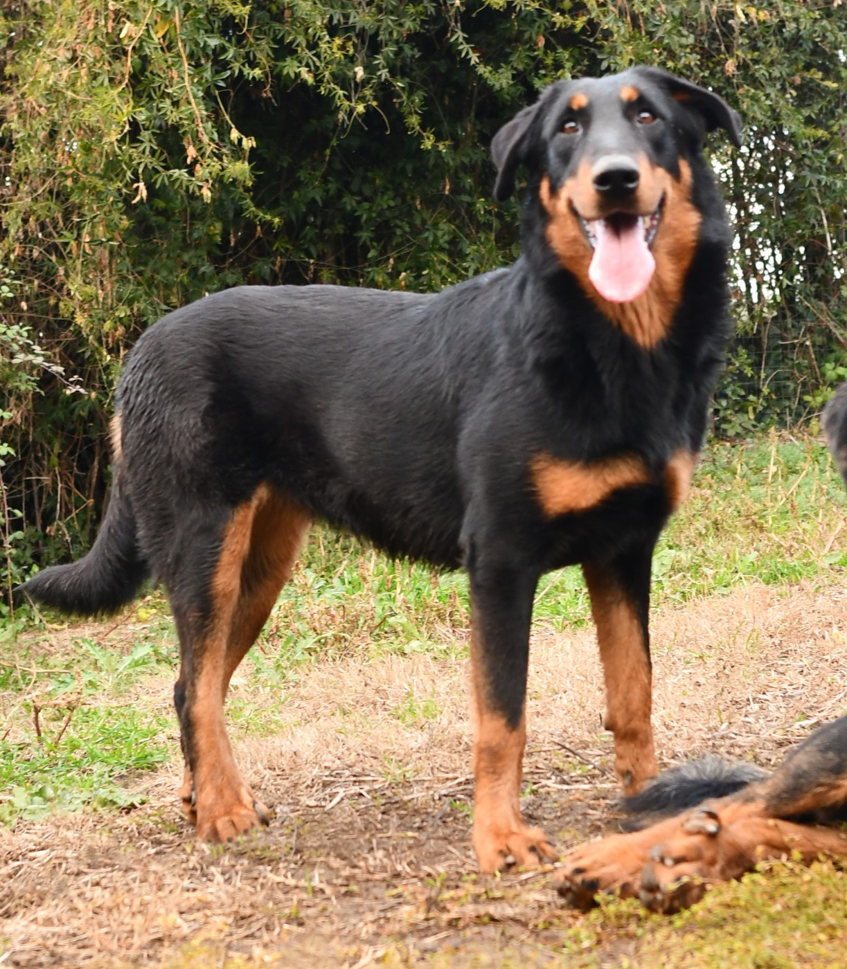 Diana Des Gardiens De Rome