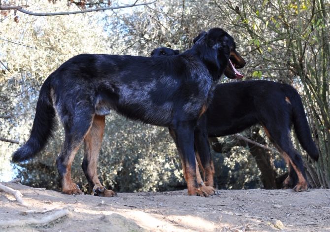 Des Gardiens De Rome - DES BEBES ARLEQUINS ATTENDUS