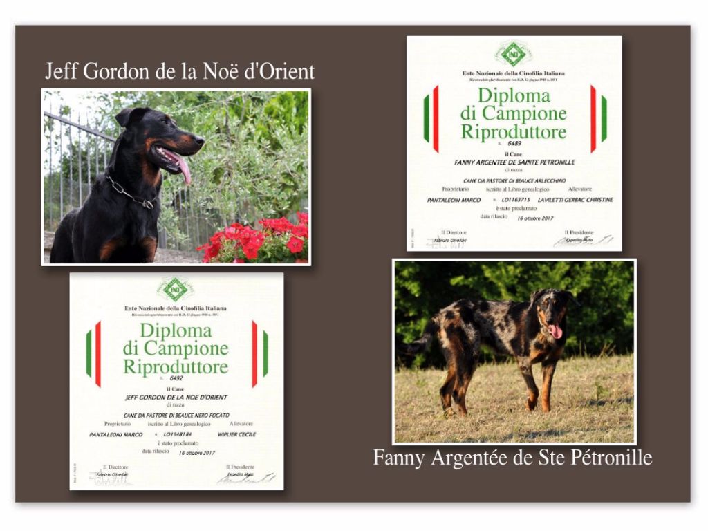 Des Gardiens De Rome - "CAMPIONE RIPRODUTTORE"