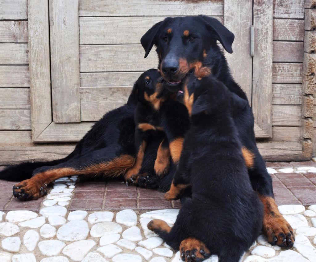 Des Gardiens De Rome - LARAN DES GARDIENS DE ROME ET SES CHIOTS