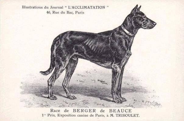 Des Gardiens De Rome - LE BEAUCERON A L'ORIGINE