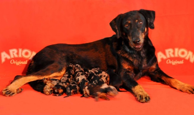 Des Gardiens De Rome - LES CHIOTS DE FANNY ET DE JEFF