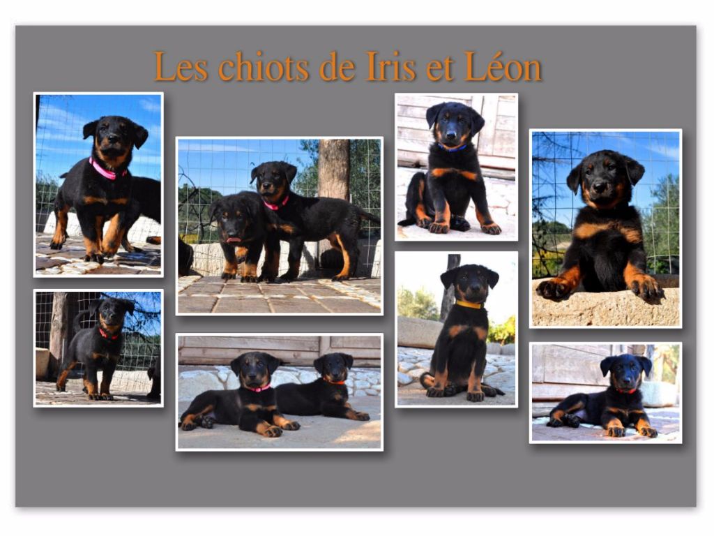 Des Gardiens De Rome - Les bébés de Iris et Léon