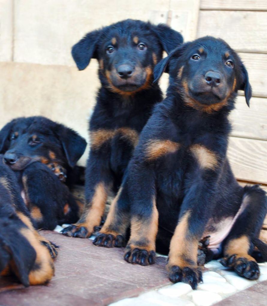 Des Gardiens De Rome - LES CHIOTS DE ESTELLE ET JEAN