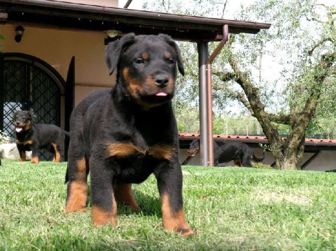 Des Gardiens De Rome - NOS CHIOTS D'HIER....
