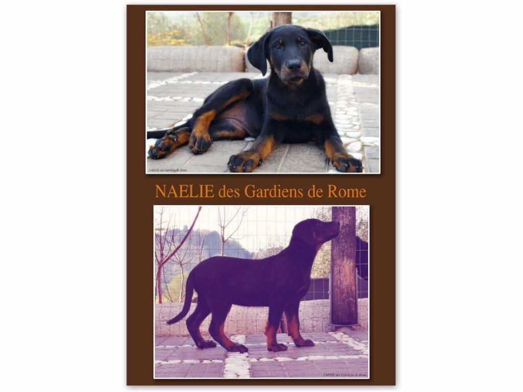 Des Gardiens De Rome - NAELIE DES GARDIENS DE ROME