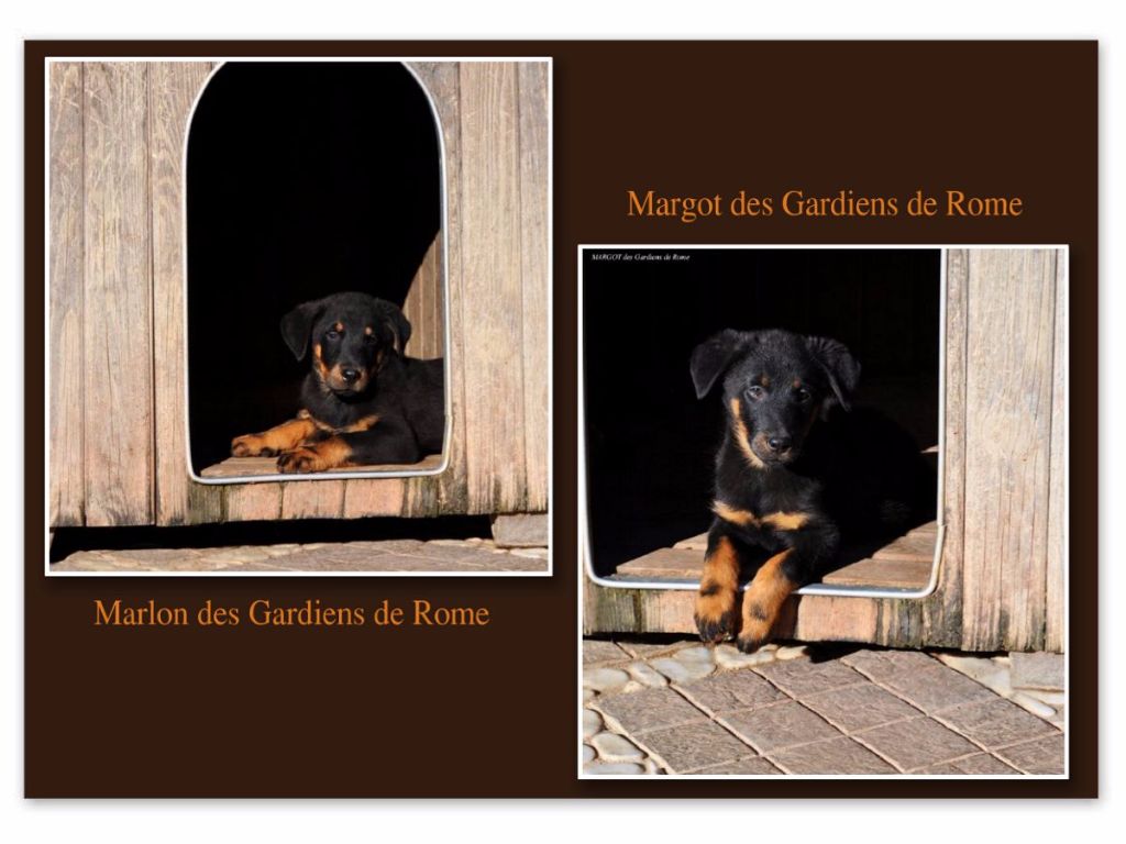 Des Gardiens De Rome - MARGOT ET MARLON DES GARDIENS DE ROME