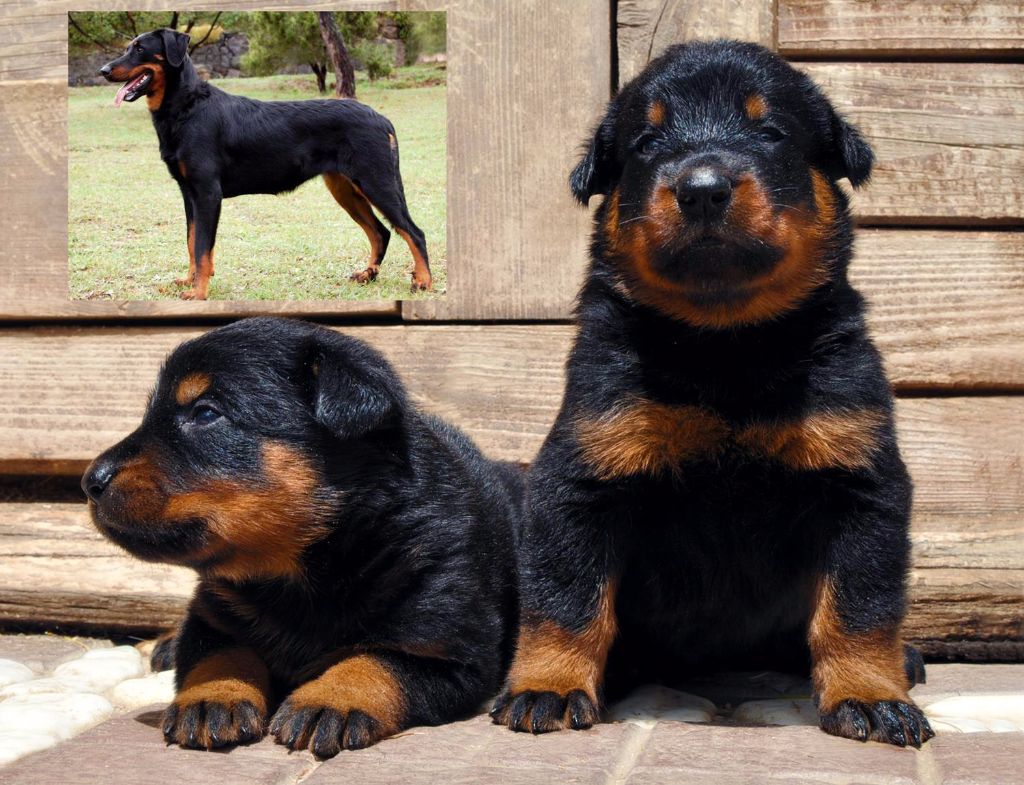 Des Gardiens De Rome - LES CHIOTS DE ISIDE ET LARAN