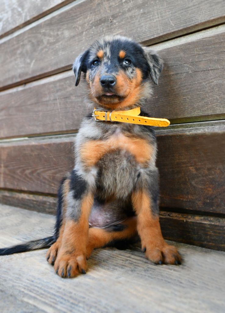 Des Gardiens De Rome - Chiots disponibles - Berger de Beauce