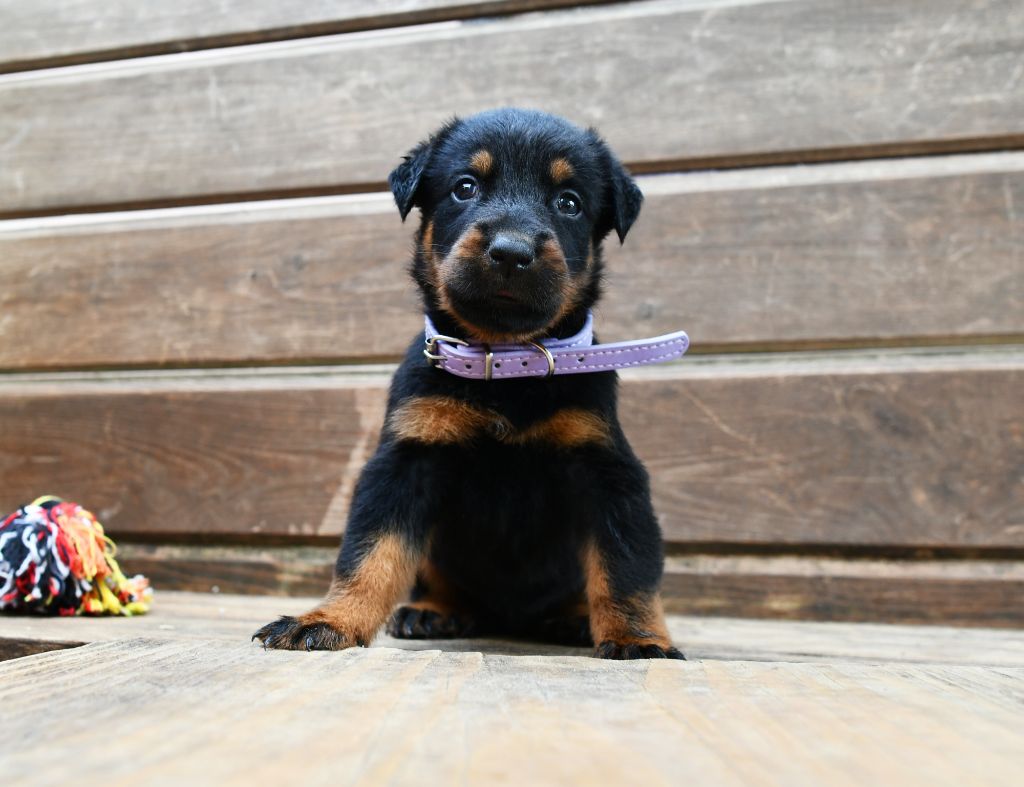Des Gardiens De Rome - Chiots disponibles - Berger de Beauce