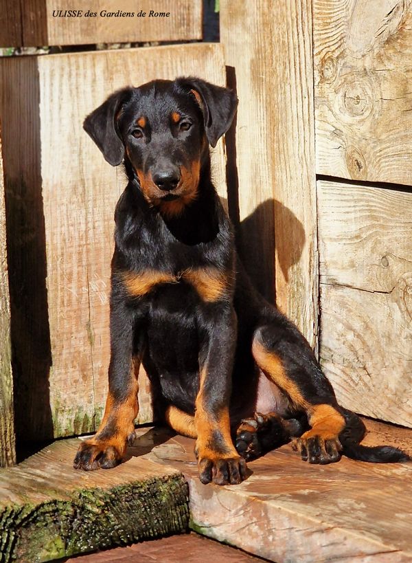 Des Gardiens De Rome - Chiots disponibles - Berger de Beauce