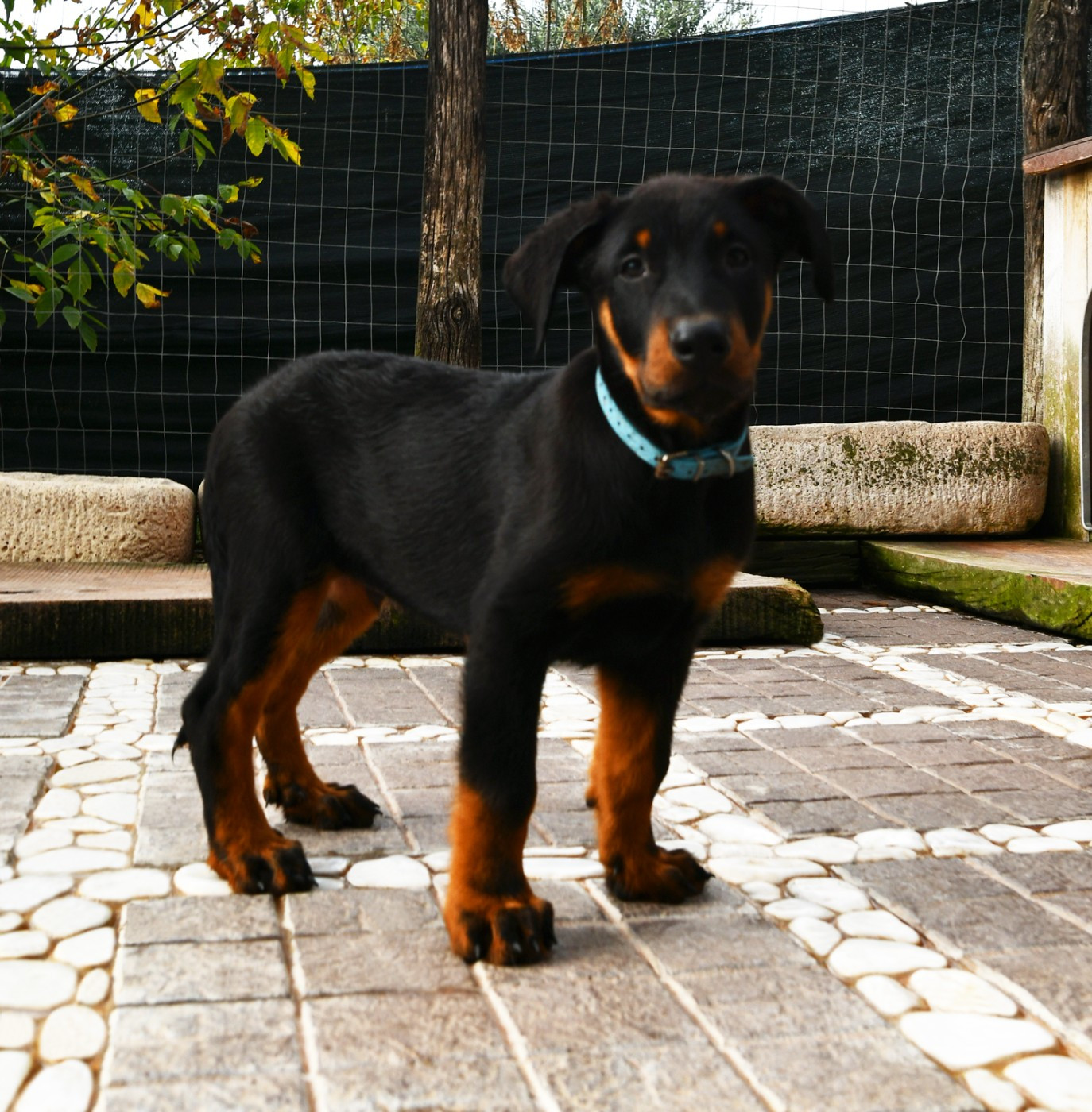 Des Gardiens De Rome - Chiots disponibles - Berger de Beauce