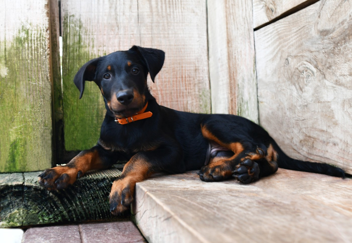 Des Gardiens De Rome - Chiots disponibles - Berger de Beauce