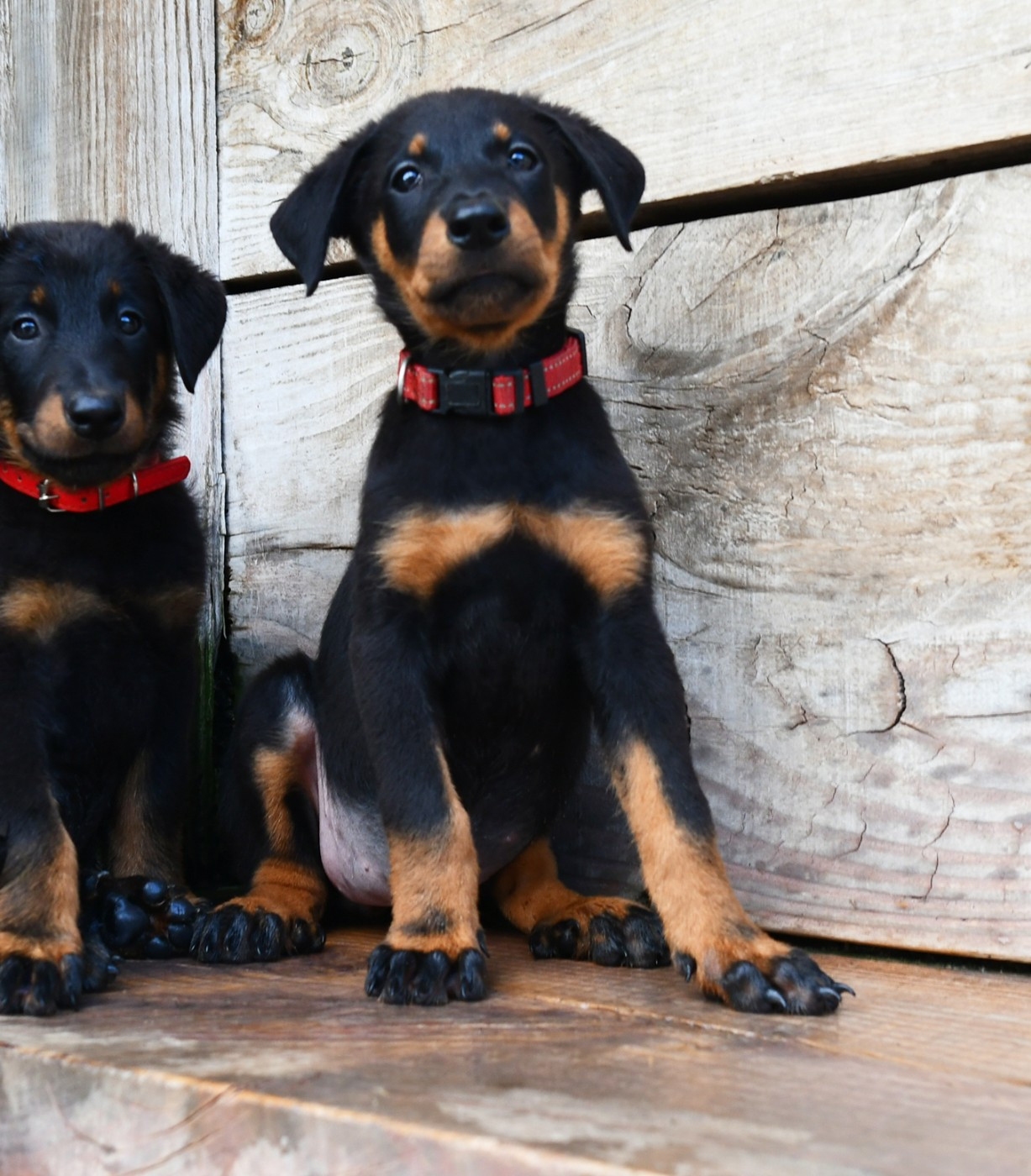 Des Gardiens De Rome - Chiots disponibles - Berger de Beauce
