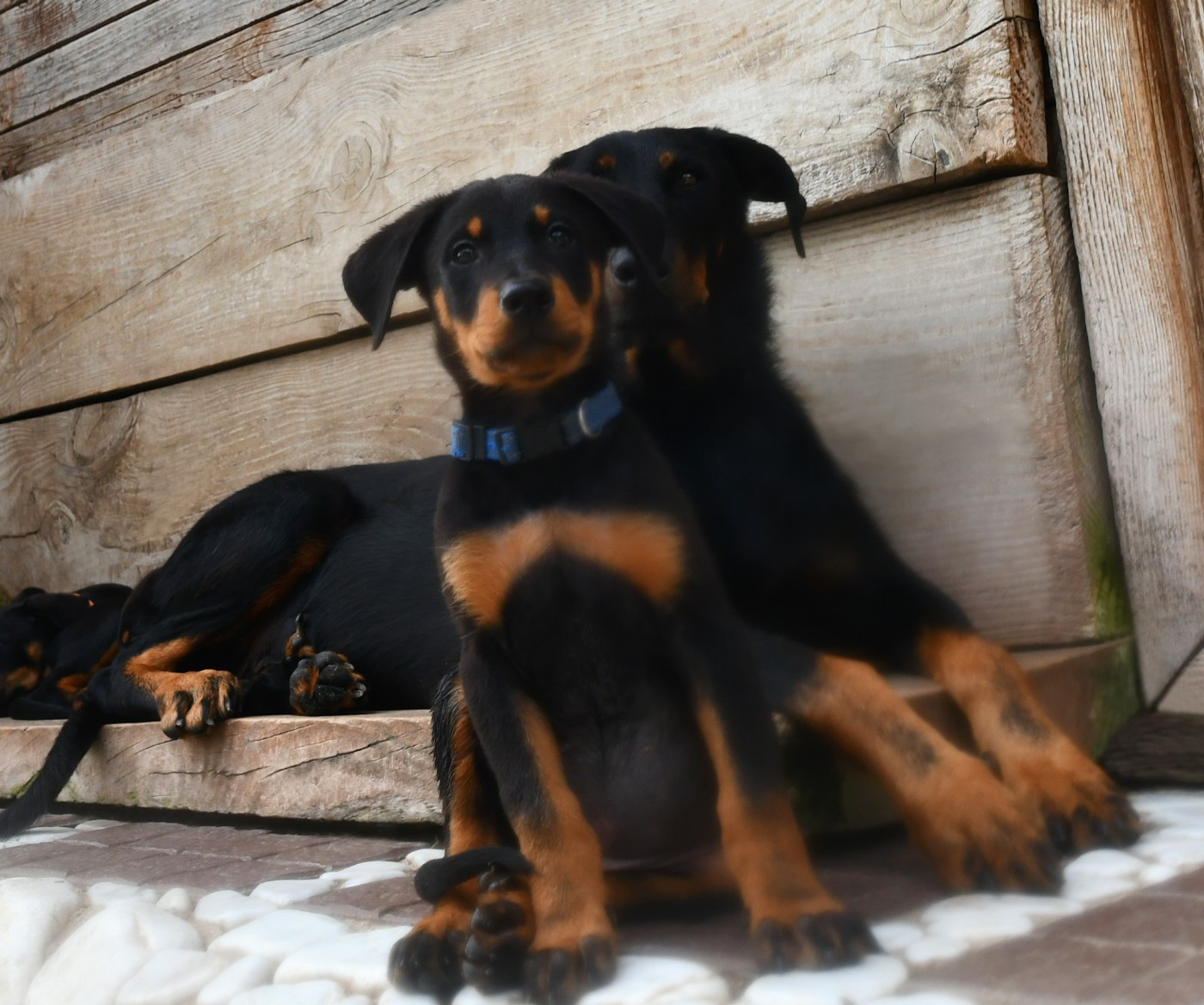 Des Gardiens De Rome - Chiots disponibles - Berger de Beauce