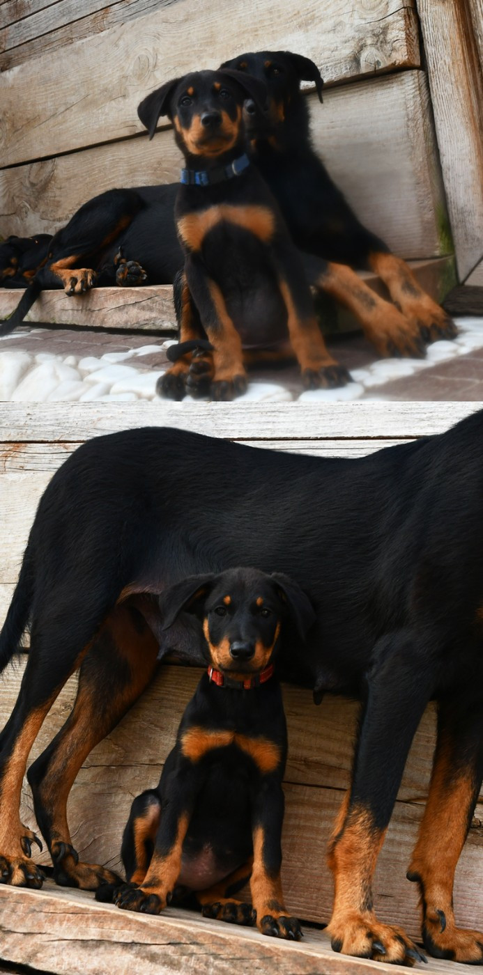 Des Gardiens De Rome - Berger de Beauce - Portée née le 13/08/2025