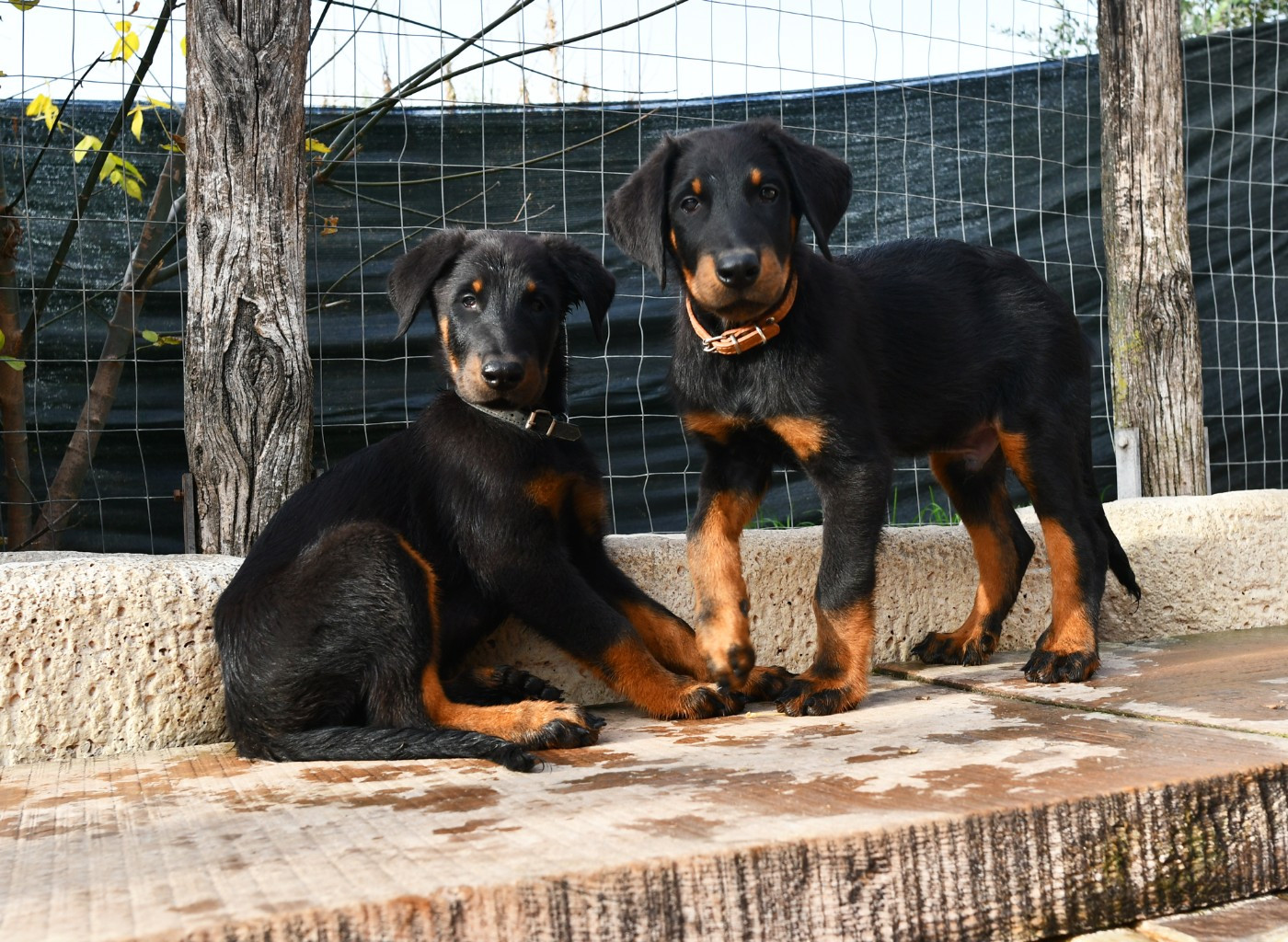 Des Gardiens De Rome - Chiots disponibles - Berger de Beauce