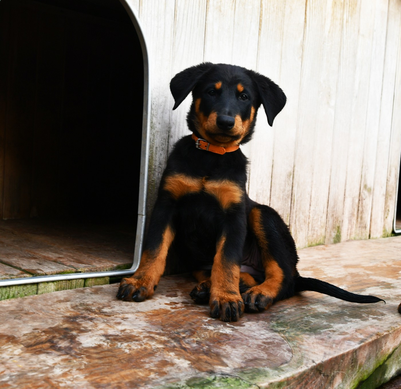 Des Gardiens De Rome - Chiots disponibles - Berger de Beauce