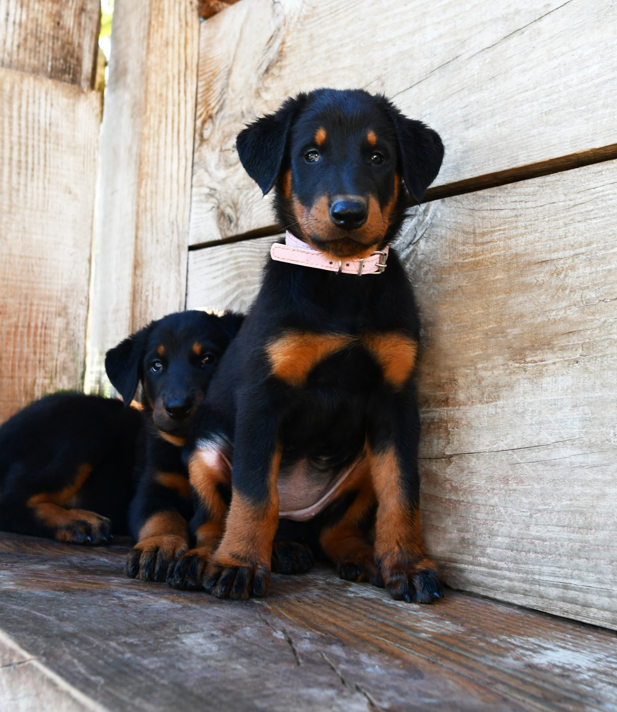 Des Gardiens De Rome - Chiots disponibles - Berger de Beauce