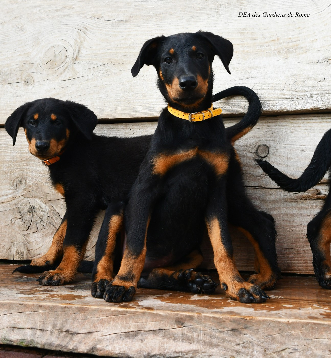 Des Gardiens De Rome - Chiots disponibles - Berger de Beauce