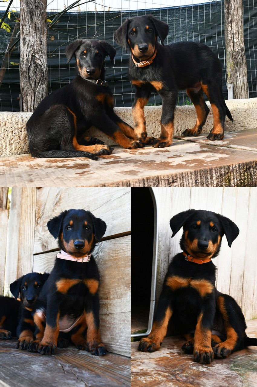 Des Gardiens De Rome - Berger de Beauce - Portée née le 09/09/2025