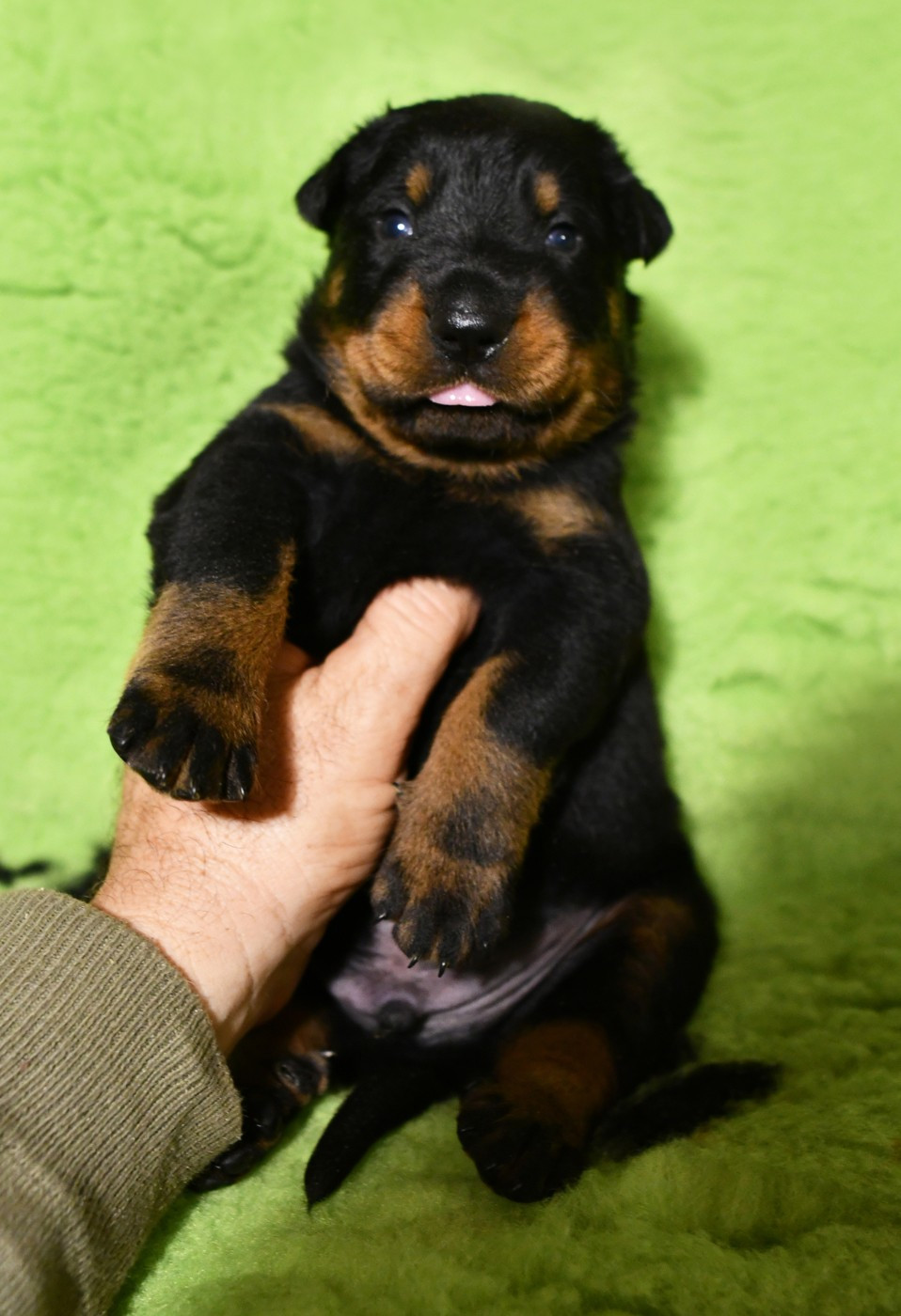 Des Gardiens De Rome - Chiots disponibles - Berger de Beauce