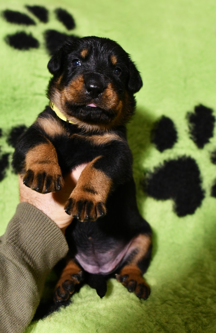 Des Gardiens De Rome - Chiots disponibles - Berger de Beauce