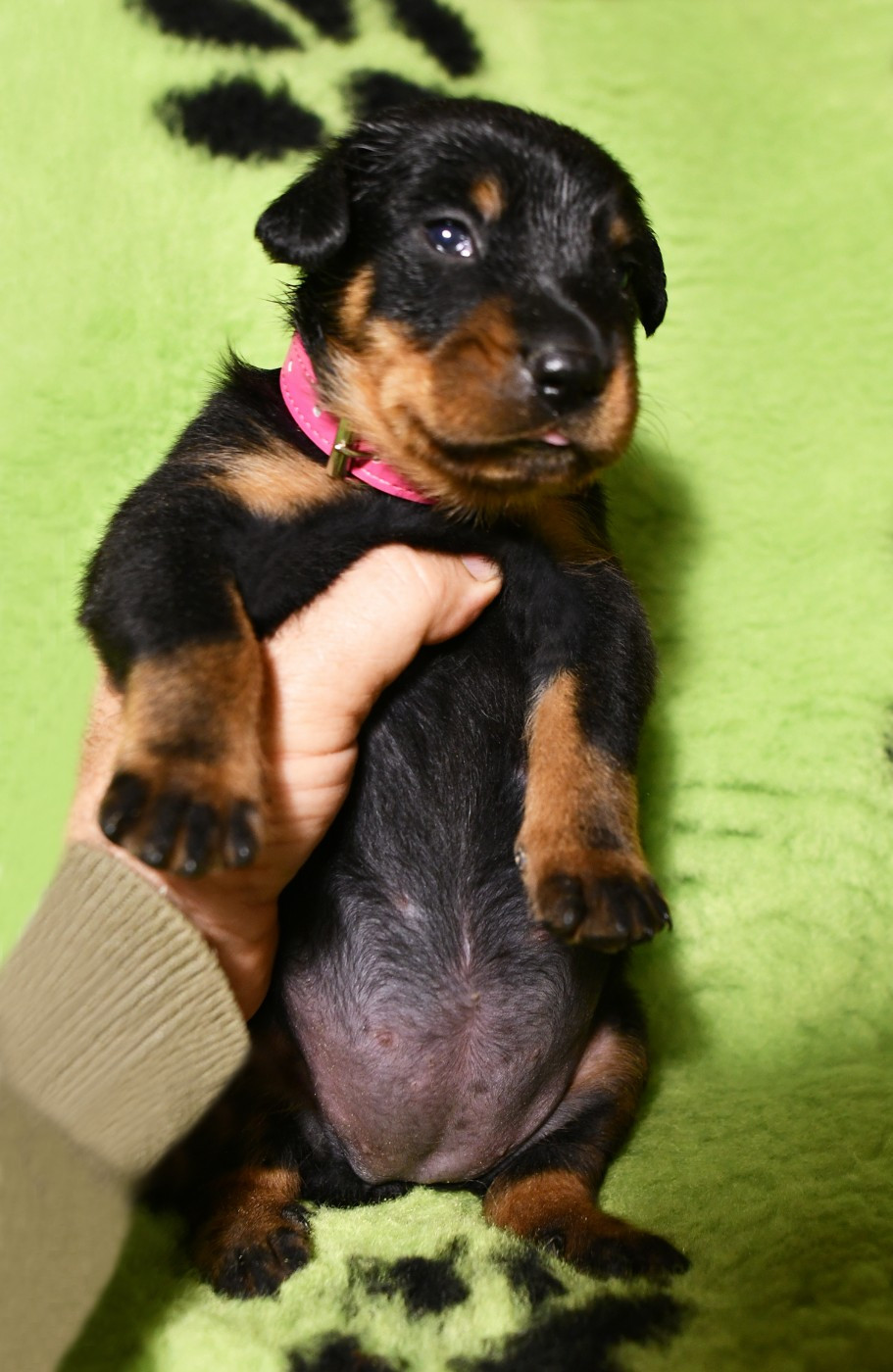 Des Gardiens De Rome - Chiots disponibles - Berger de Beauce