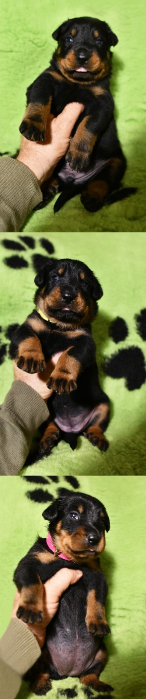 Des Gardiens De Rome - Berger de Beauce - Portée née le 23/10/2025