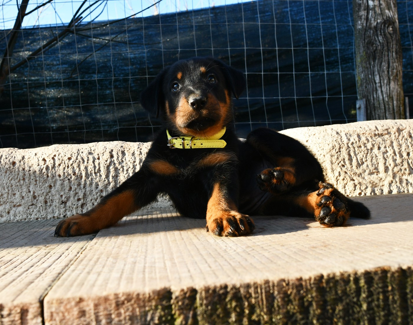 Des Gardiens De Rome - Chiots disponibles - Berger de Beauce