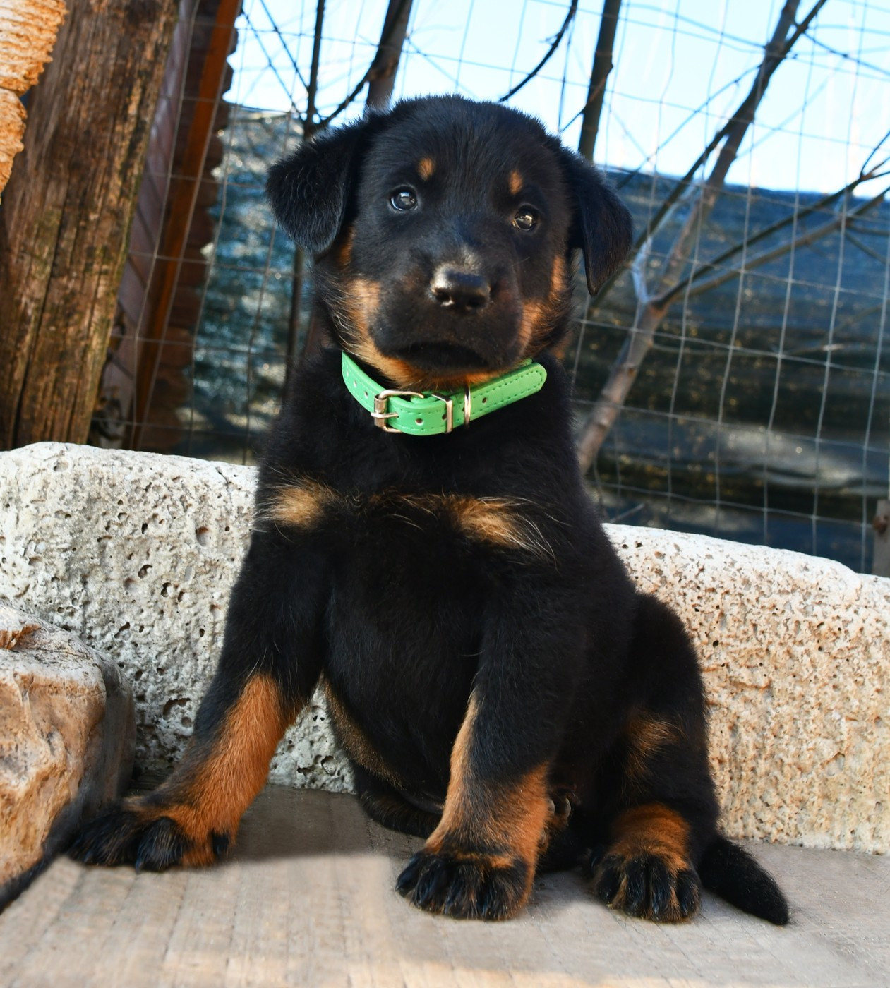 Des Gardiens De Rome - Chiots disponibles - Berger de Beauce