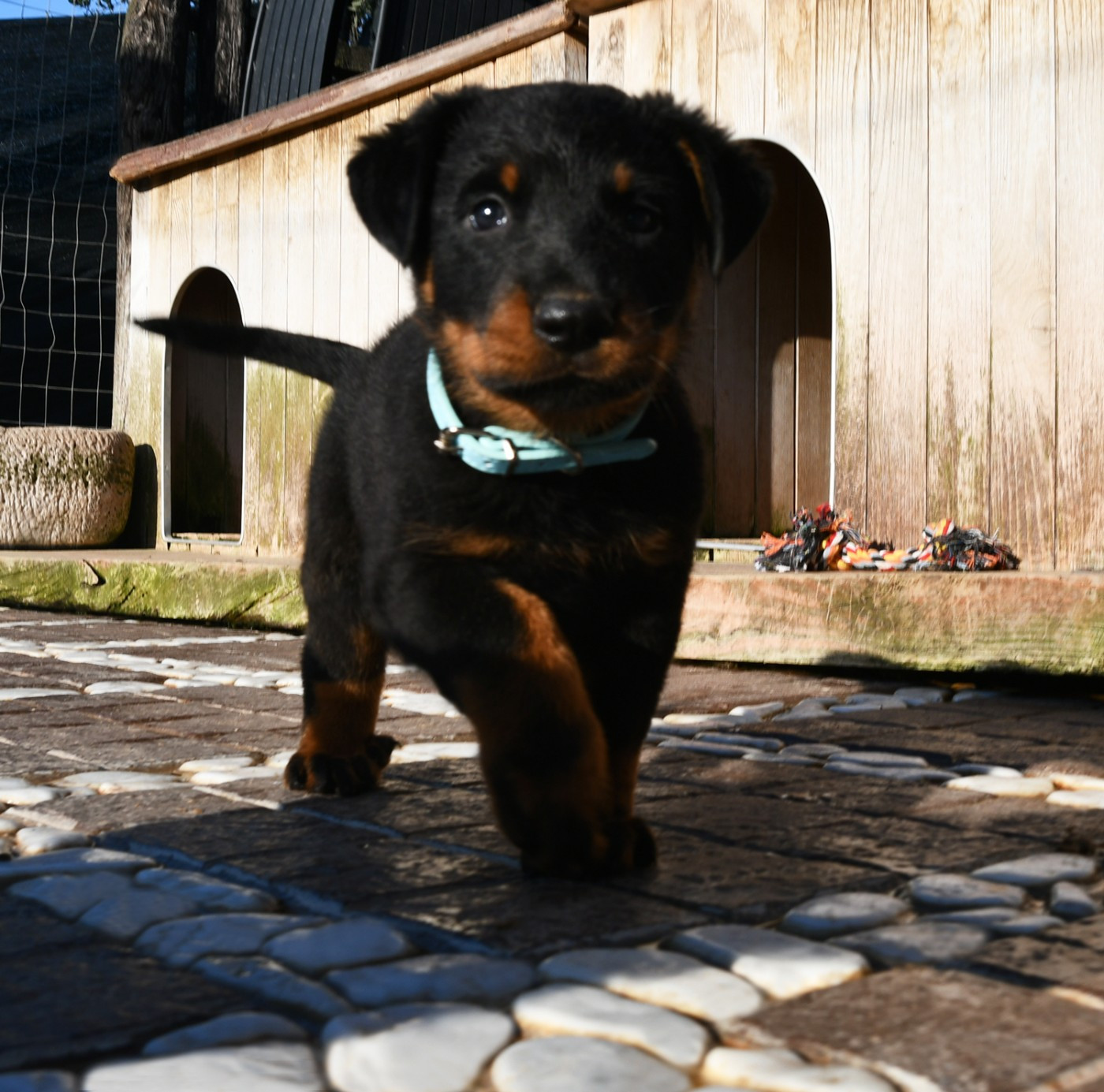 Des Gardiens De Rome - Chiots disponibles - Berger de Beauce