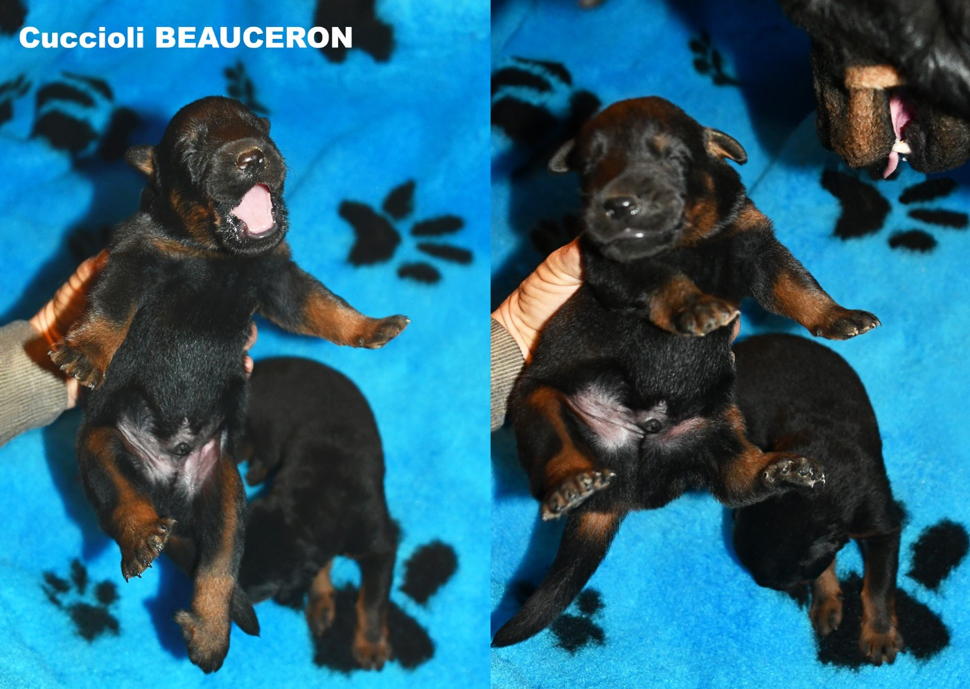 Des Gardiens De Rome - Berger de Beauce - Portée née le 09/12/2025