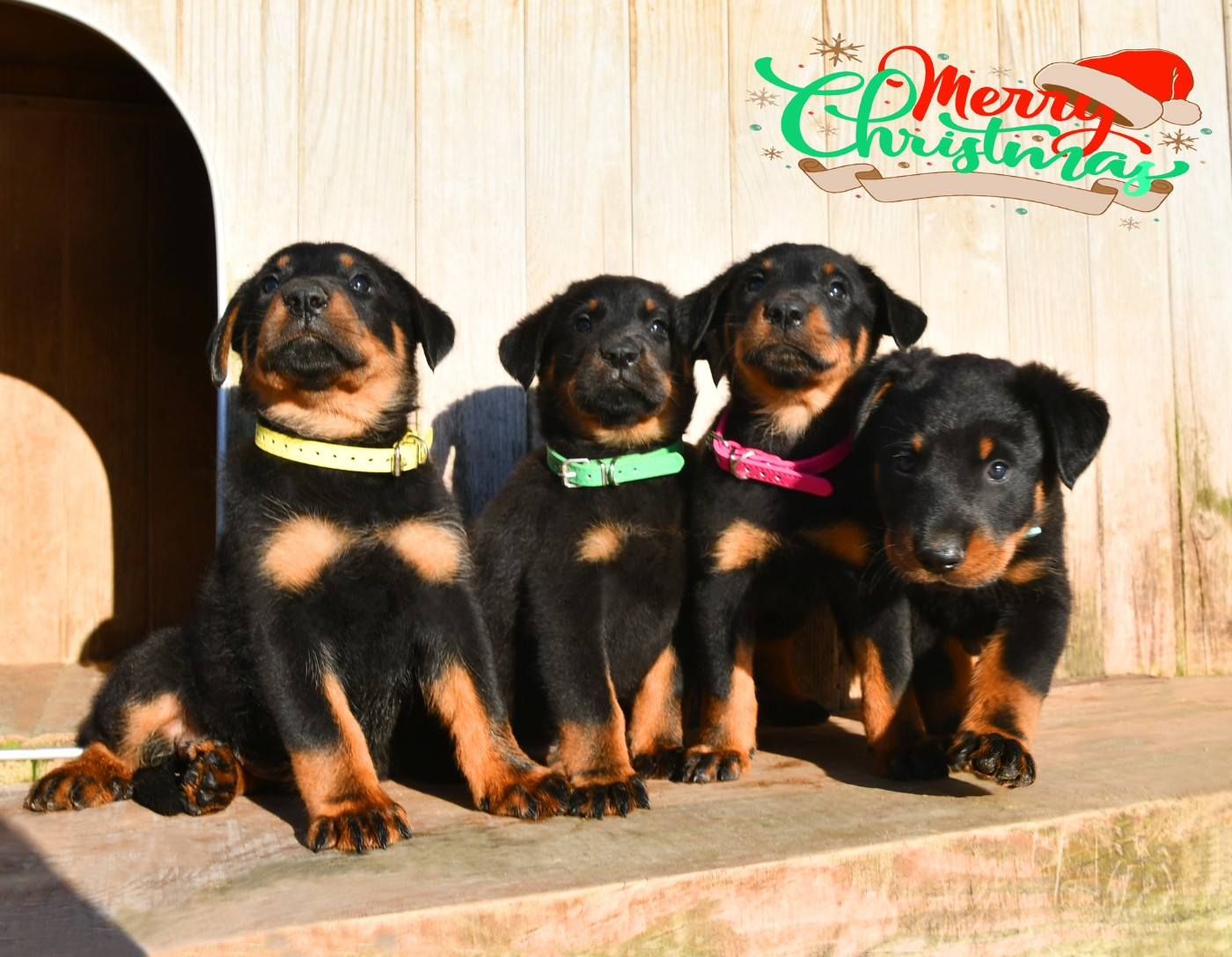 Des Gardiens De Rome - Berger de Beauce - Portée née le 23/10/2025